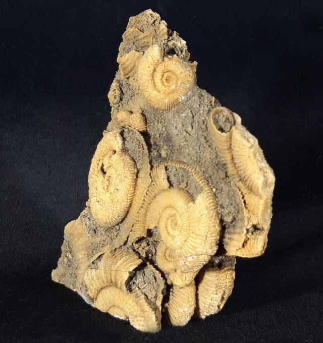 Dactylioceras athleticum (SIMPSON 1855) - Bild &copy; FossNet FossilienStore